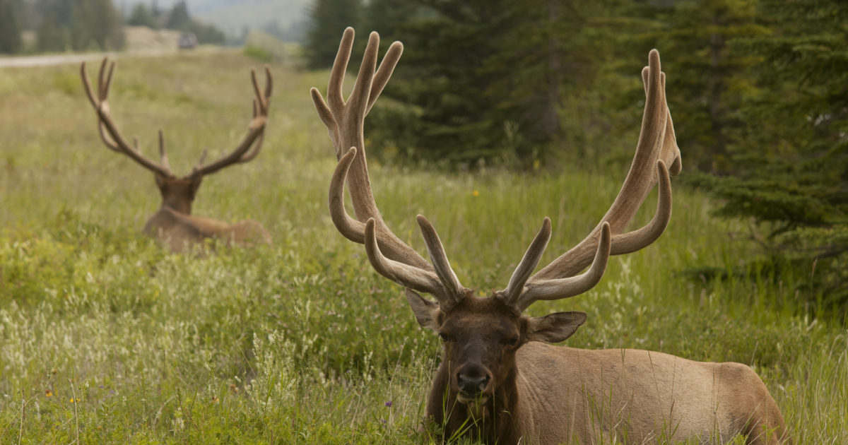 Wildlife of Alberta Travel Guide Charming Inns of Alberta
