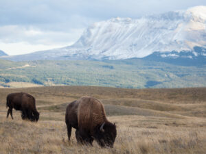 Bison paddock waterton