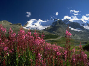 Columbia icefields