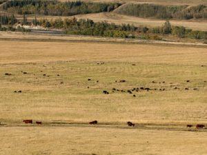 Glenbow ranch