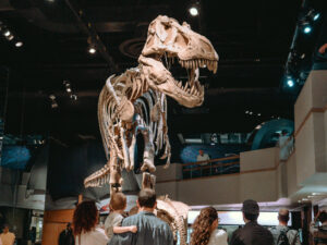 Royal tyrrell