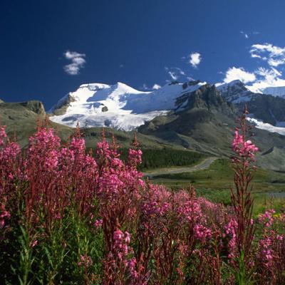 Columbia icefields