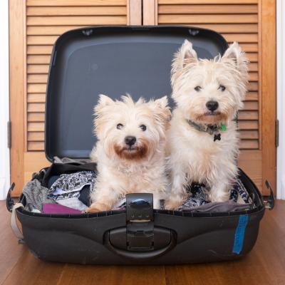 Pet friendly hotels in Alberta