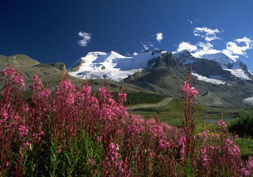 Columbia icefields