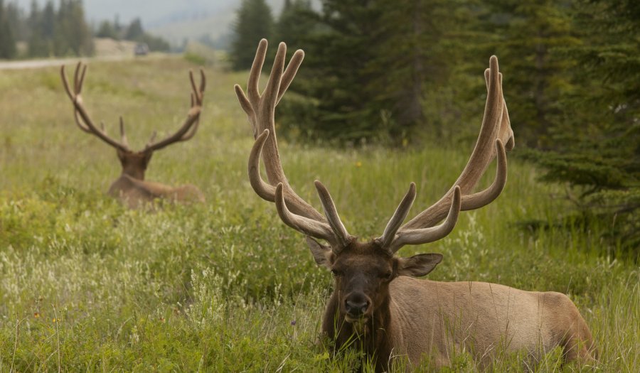 Elk in Jasper National Park