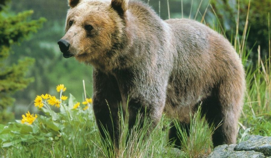 Grizzly Bear