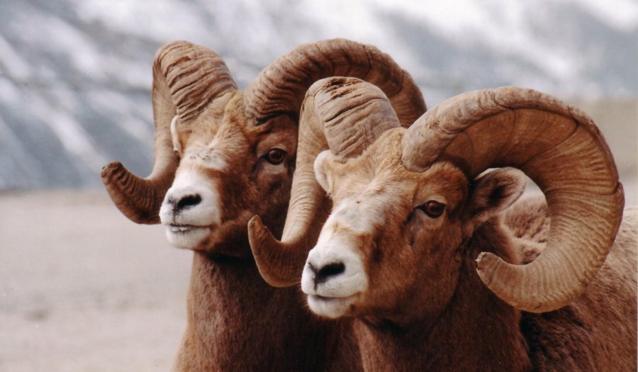 Jasper Bighorns