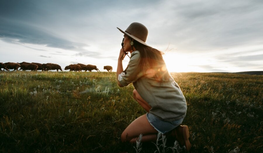 Longview cattle Large