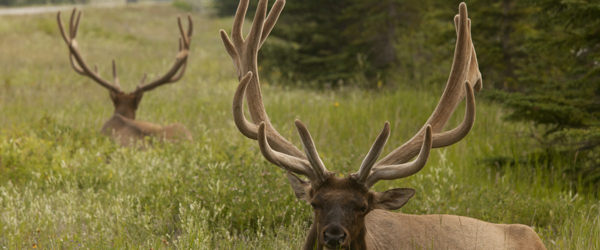 Elk in Jasper National Park