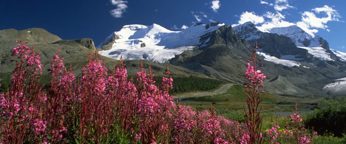 Columbia icefields