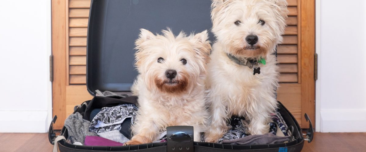 Pet friendly hotels in Alberta