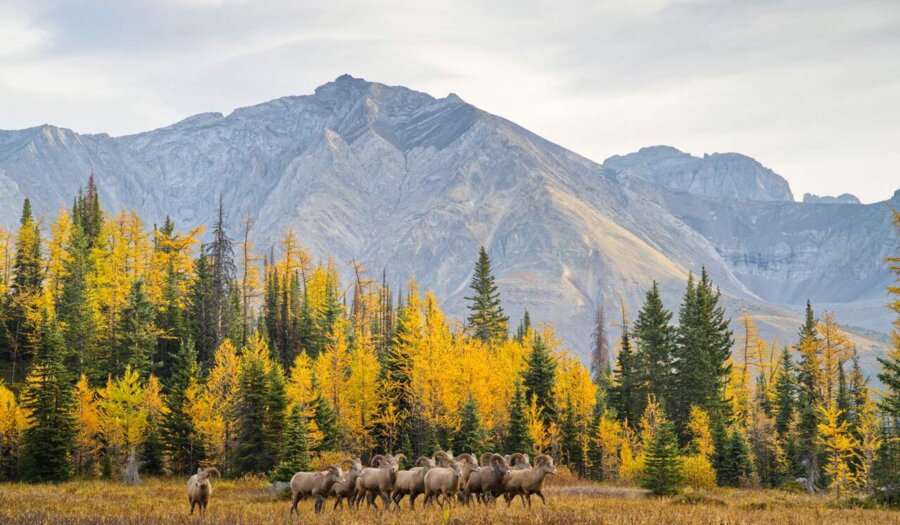 Highwood Pass Travel Alberta Mitchell Leong