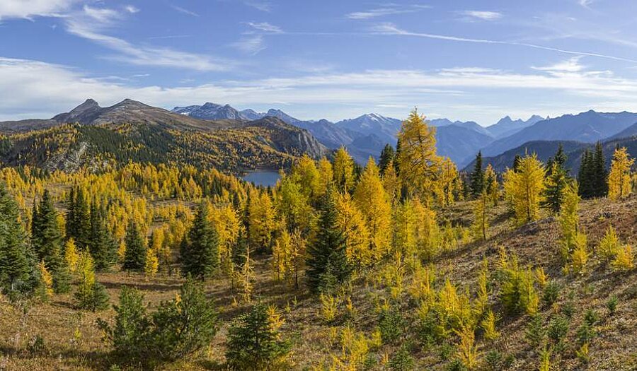 Sunshine Meadows