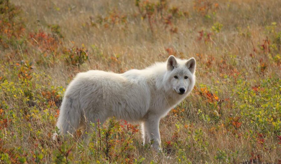 Wolfdog Yamnuska Wolfdog Sanctuary