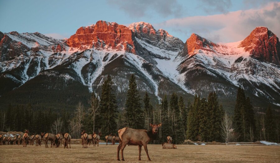 Scenic shot of a herd of Elk herd.