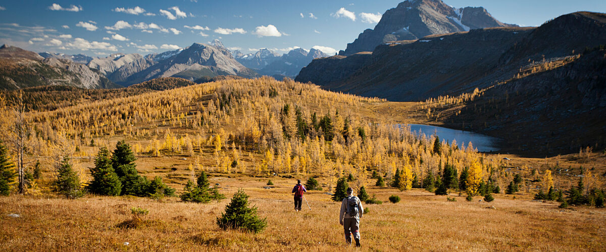 Larch Valley